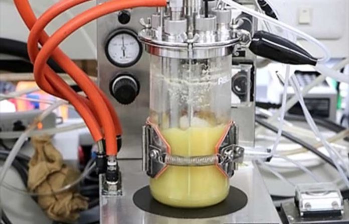 Bactérias projetadas para fazer produtos químicos essenciais oferecem uma fonte renovável de borracha sintética Bactérias projetadas para fazer produtos químicos essenciais oferecem uma fonte renovável de borracha sintética